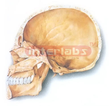 HUMAN SKULL (MEDIAN SAGITTAL SECTION)  MODEL